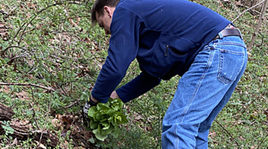 Mike Madigan pulls Garlic Mustard