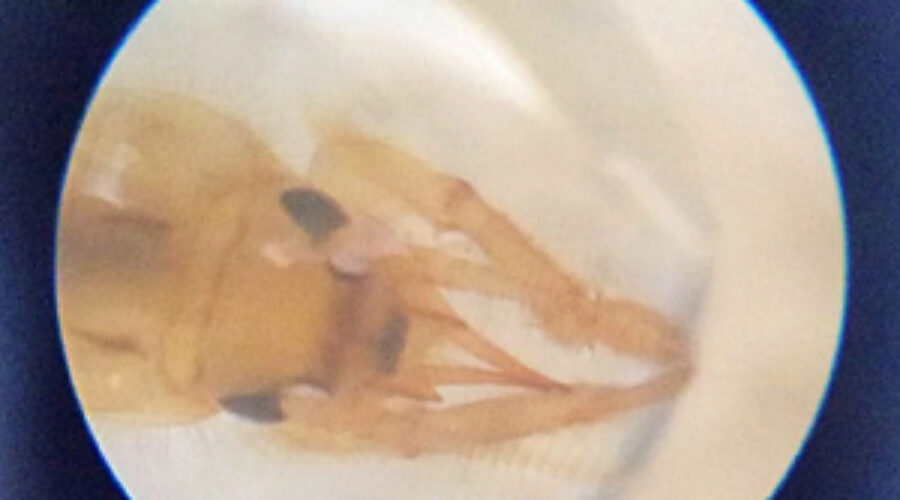 burrowing mayfly