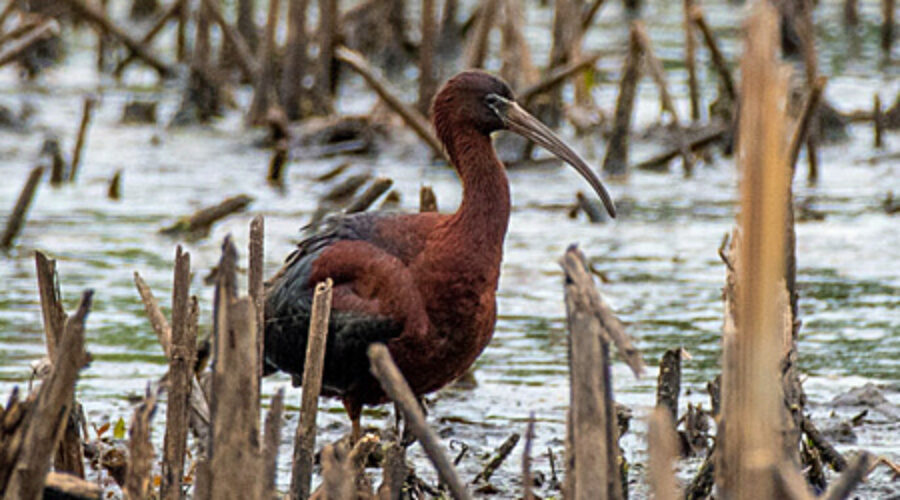 Glossy Ibis at Bles Park