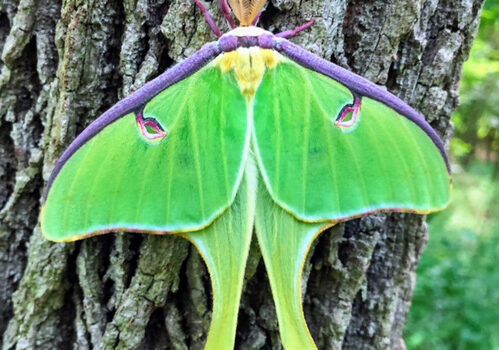 Luna Moth on tree trunk