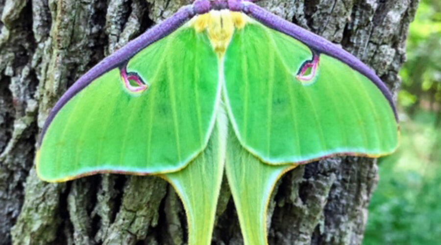 Luna Moth on tree trunk