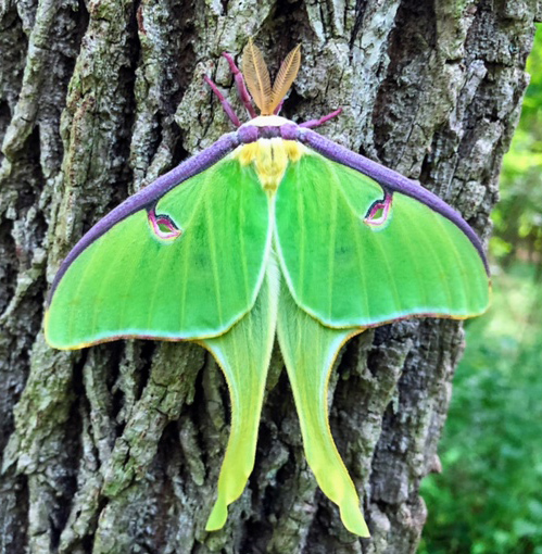 Luna Moth on tree trunk