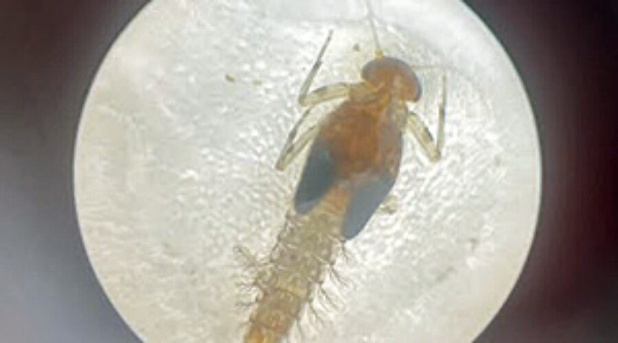 mayfly nymph
