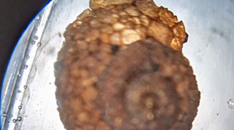 Snail-case caddisfly
