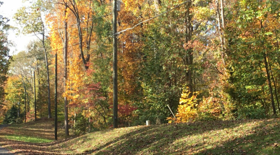 trees showing fall color