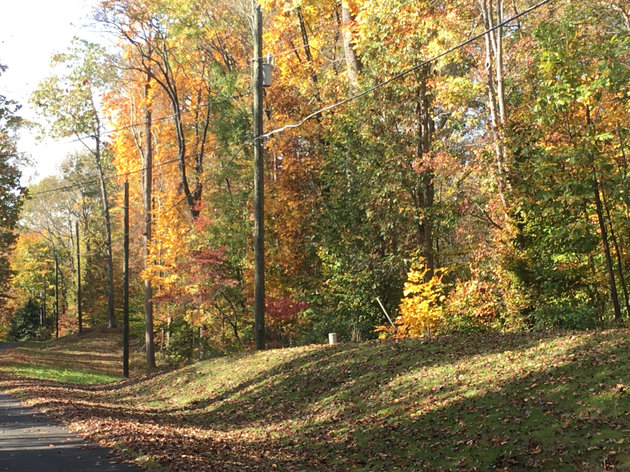 trees showing fall color