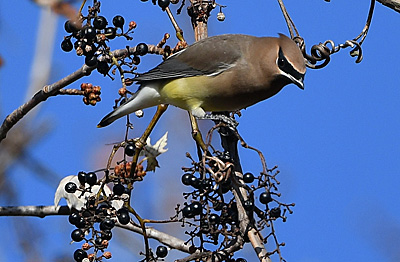 Cedar Waxwing with berries