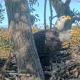 Bald Eagles Return to Dulles Greenway Wetlands