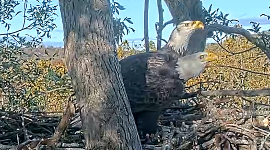 Bald Eagles on the nest