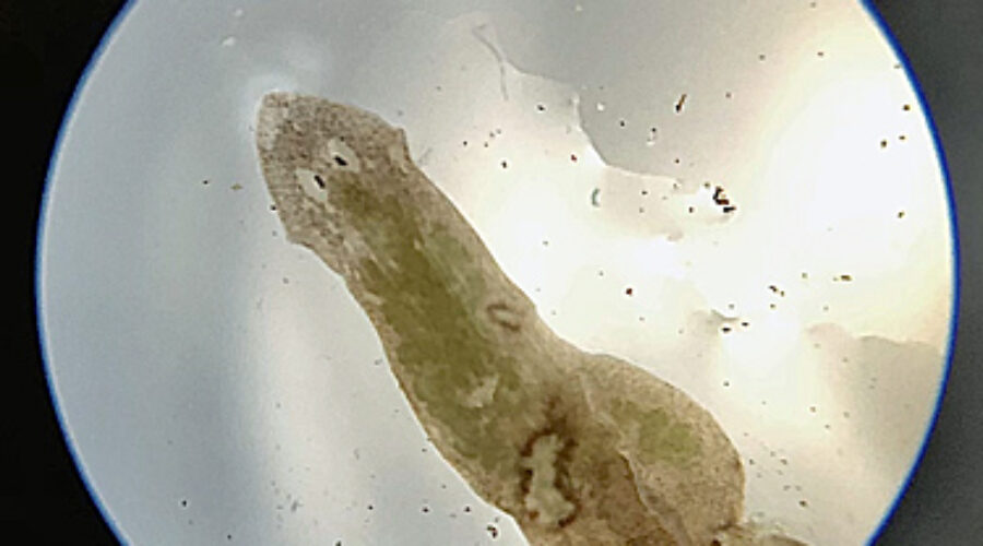 flatworm