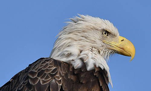 Eagle Cam at Dulles Greenway Wetlands