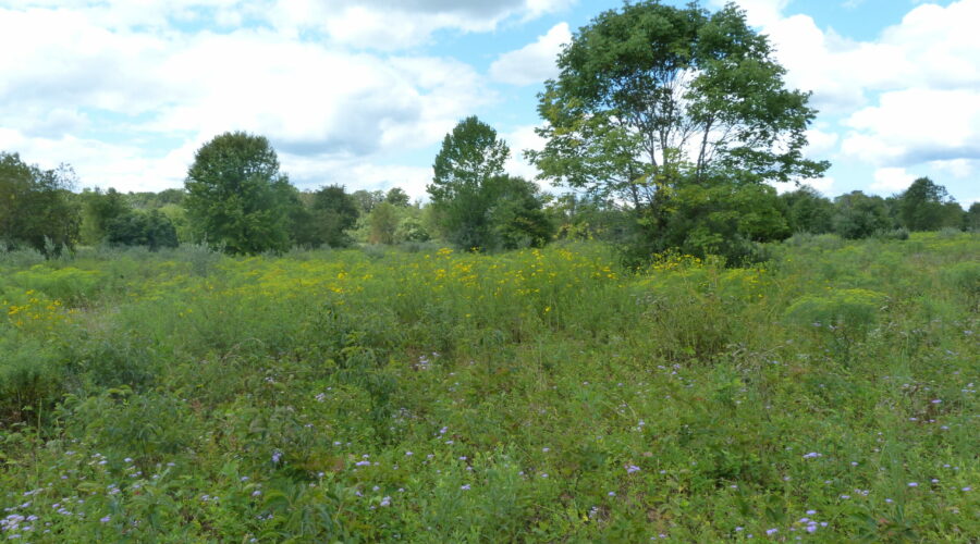 Meadow