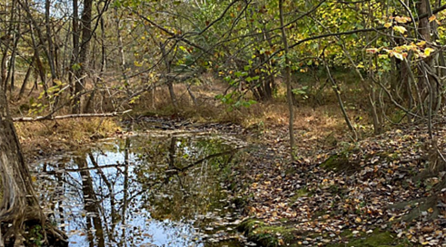 Creek at Morven Park
