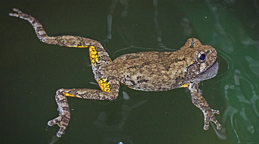 Gray Treefrog in vernal pool
