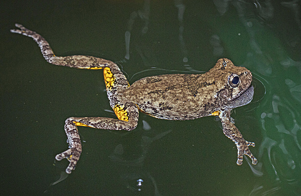 Gray Treefrog in vernal pool