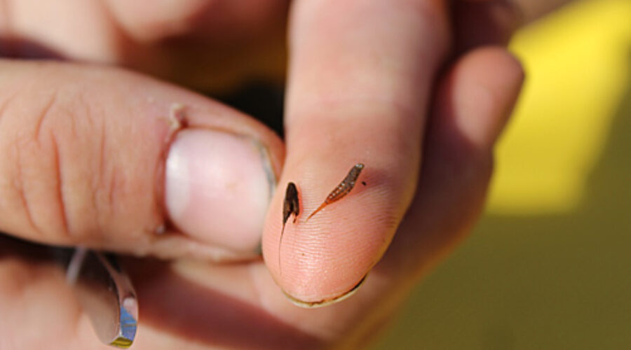 Mayfly on fingertip