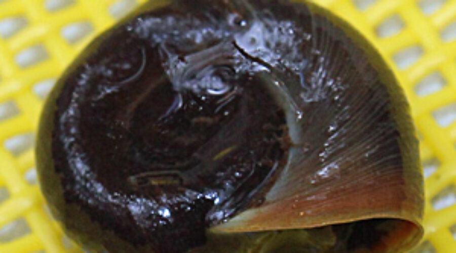 Helisoma snail
