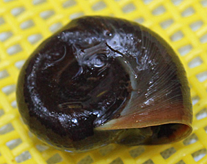 Helisoma snail