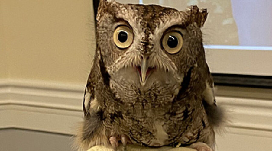 Eastern Screech Owl held with glove