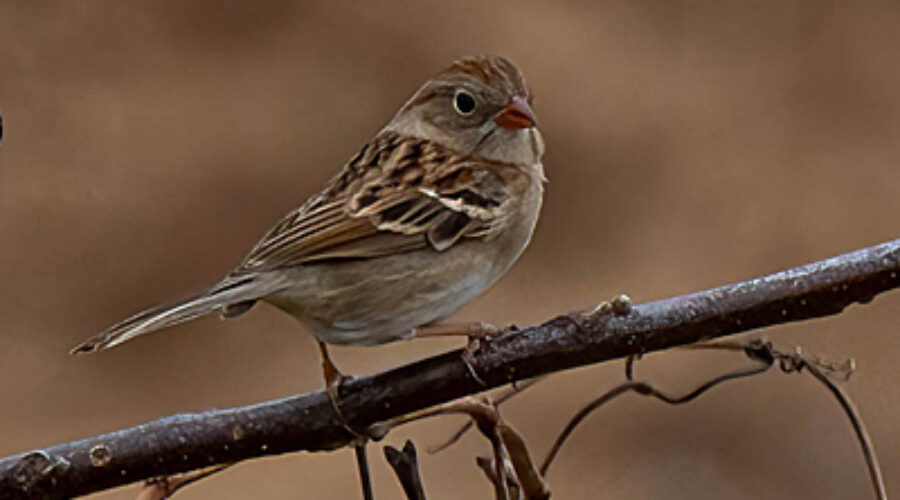 Field Sparrow