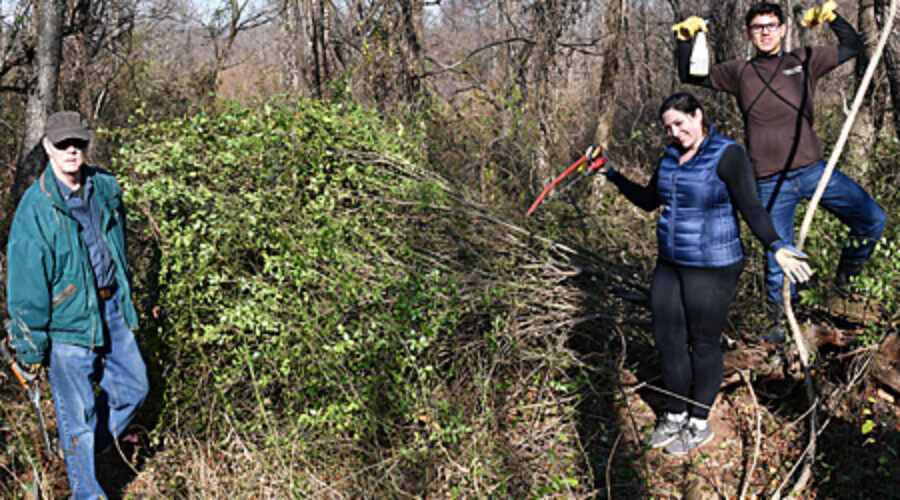 cut Privet