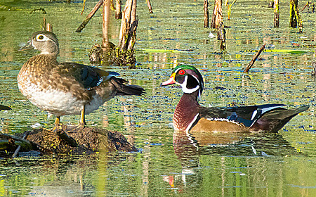 Male and female Wood Ducks.