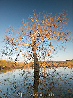 Tree at Dulles Wetlands
