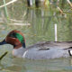 Dulles Greenway Wetlands Bird Walk
