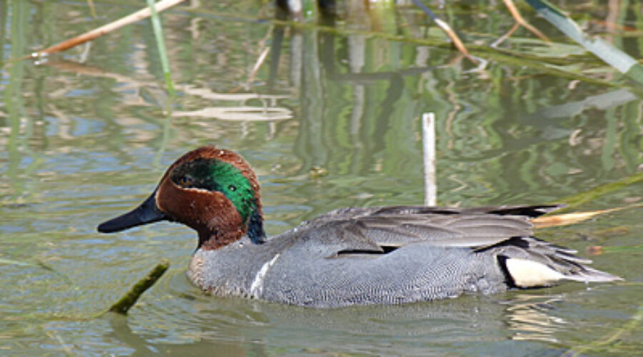 Green-winged Teal