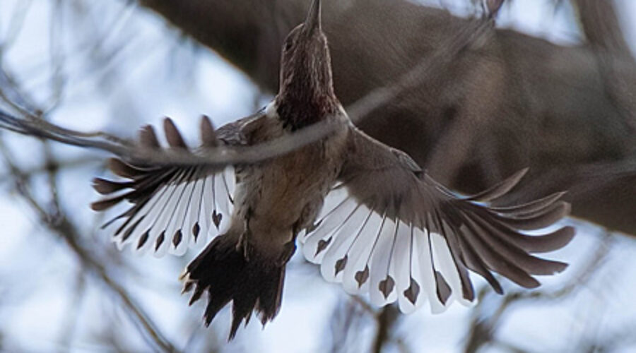 Red-headed Woodpecker in Flight