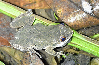 Spring Peeper