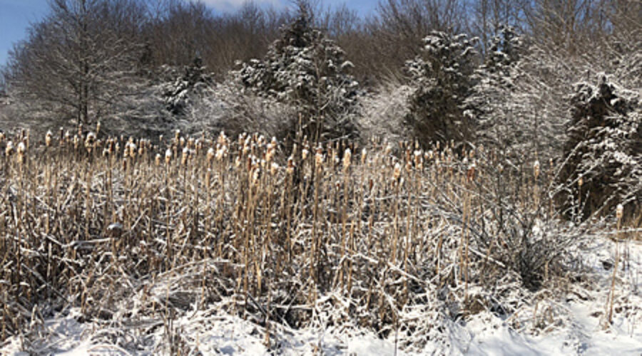 Snow-covered Dulles wetlands