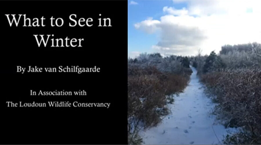What to See in Winter presentation
