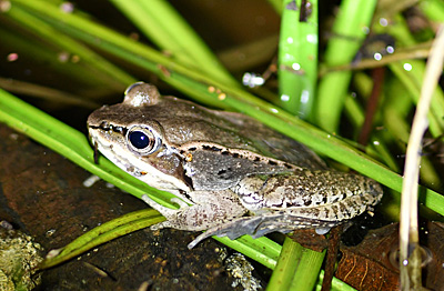Wood Frog on vegetation
