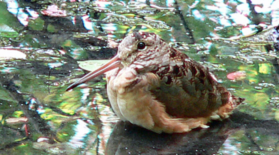 American Woodcock
