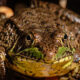 Amphibian Monitoring Training 2022