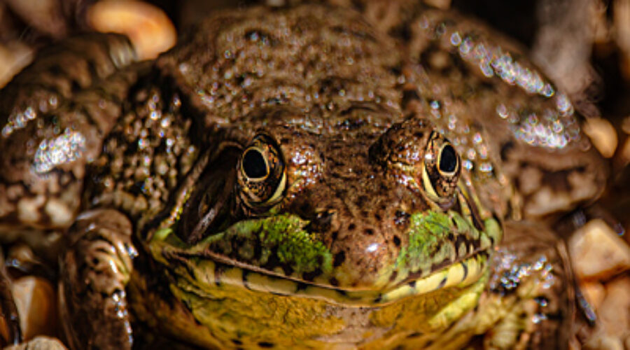 Close-up view of Green Frog