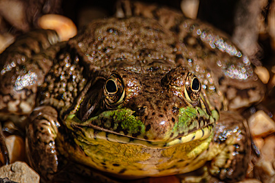 Close-up view of Green Frog
