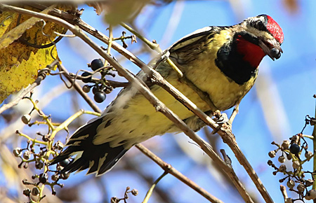 Yellow-bellied Sapsucker with berry
