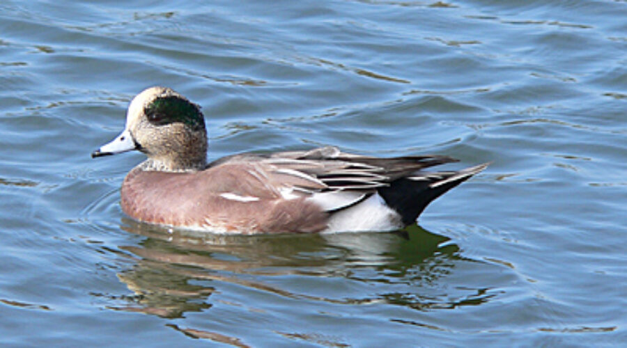 American Wigeon