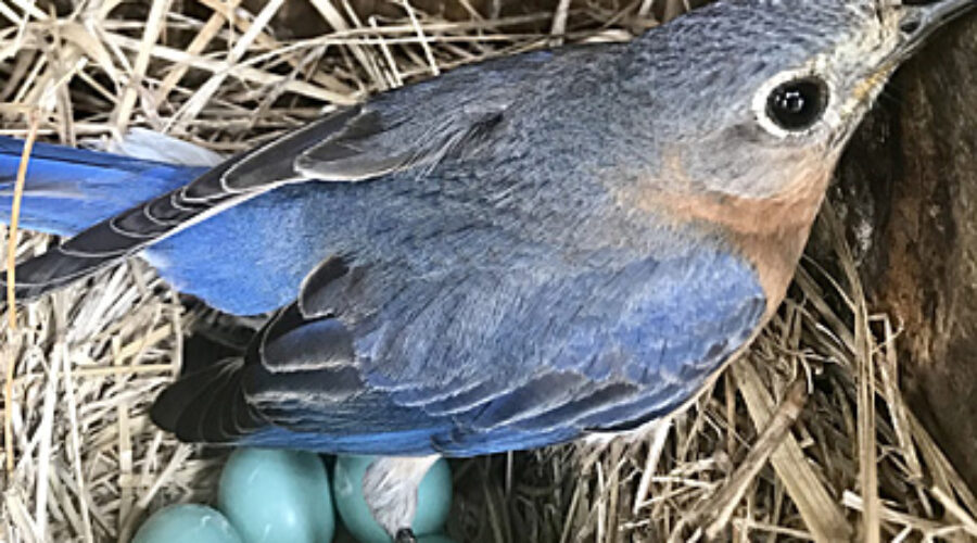 Female Eastern Bluebird in nextbox
