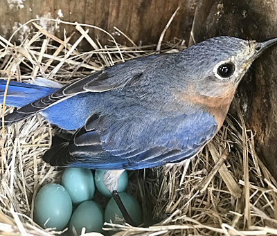 Female Eastern Bluebird in nextbox