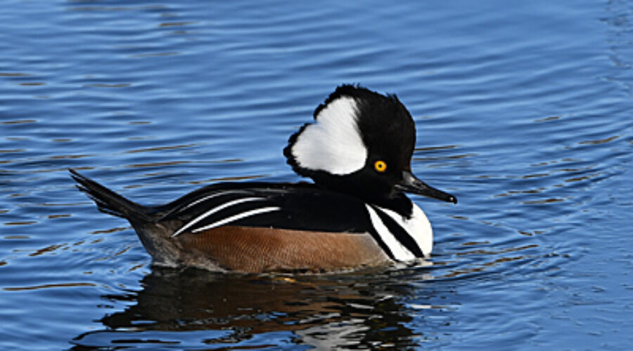 Hooded Merganser on river