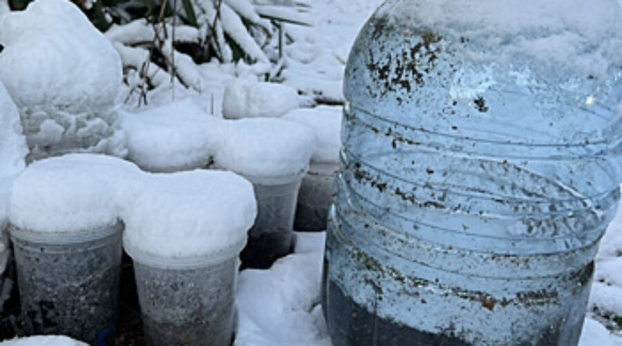 Containers of seed outside