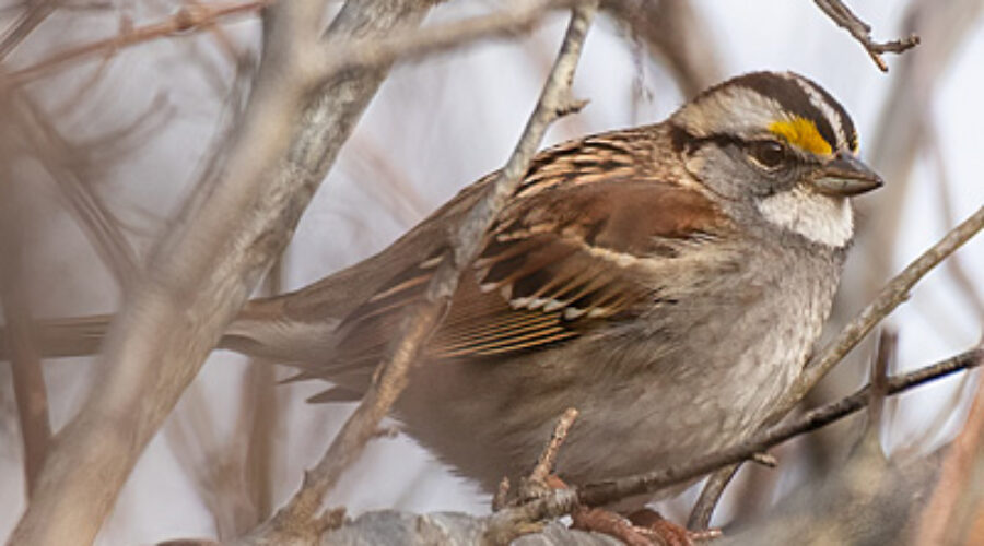 White-throated Sparrow