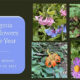 Virginia Wildflowers of the Year