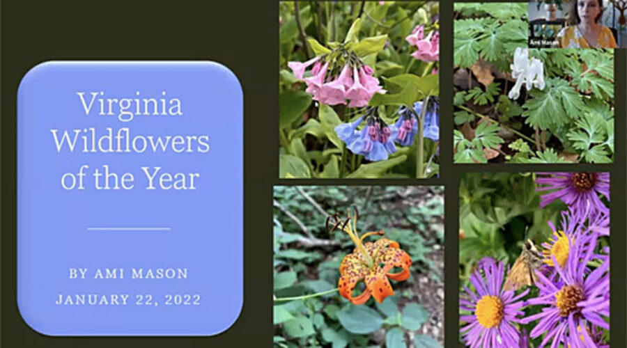 Wildflower Talk by Ami Mason