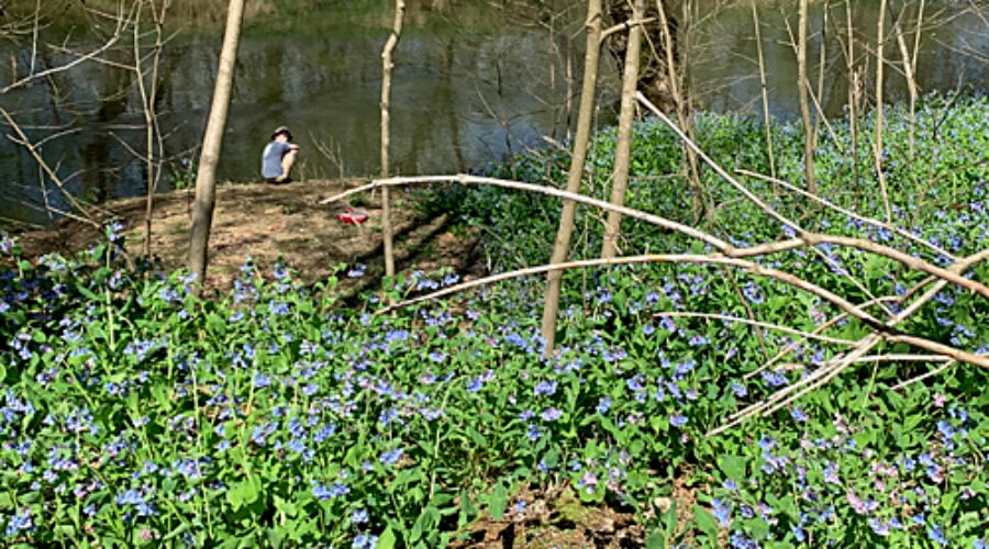 Bluebells down by the river