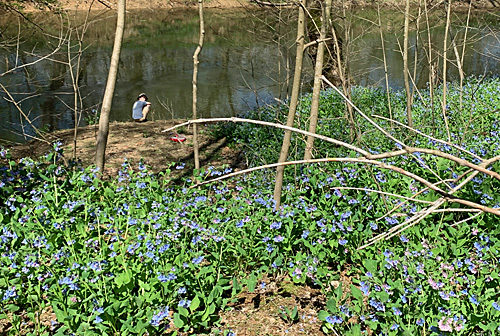 Bluebells down by the river