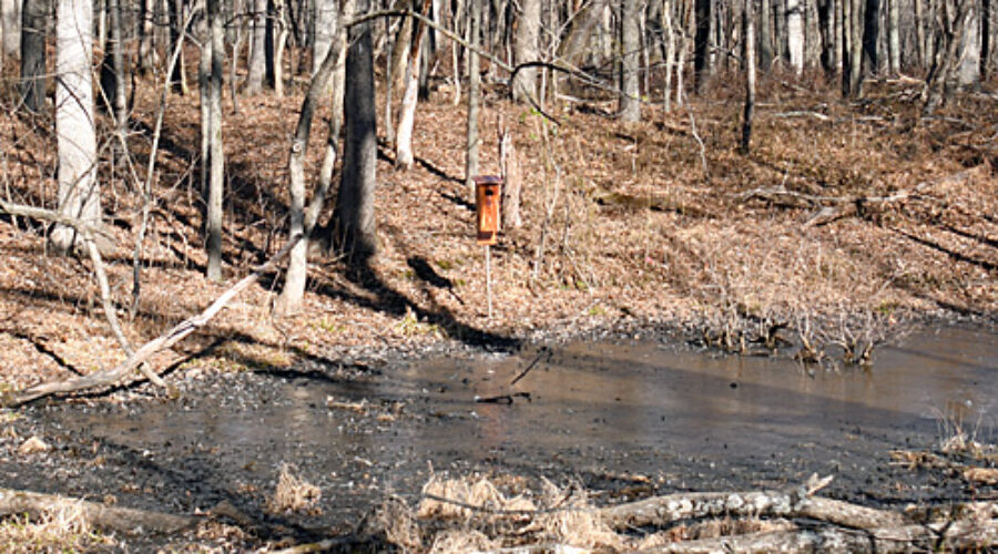 Wood Duck box at pool's edge